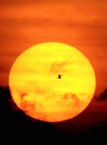 A bird in the setting sun.
#myphoto