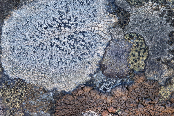 Closeup of a flat rock surface which is covered by many colonies of different types of lichen. They're all riven through with cracks, in different colours like white with raised black blobs, yellow-green with raised black blobs, dark brown, and different shades of grey with darker grey or black raised blobs. Overall it looks like a map of numerous countries