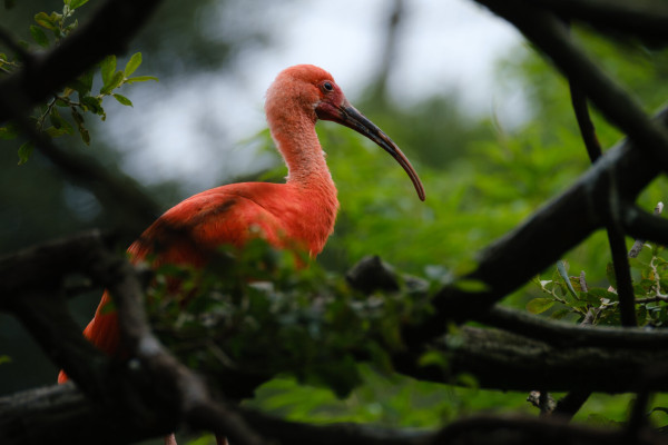 Photo of a Scarlet ibis in a tree branches