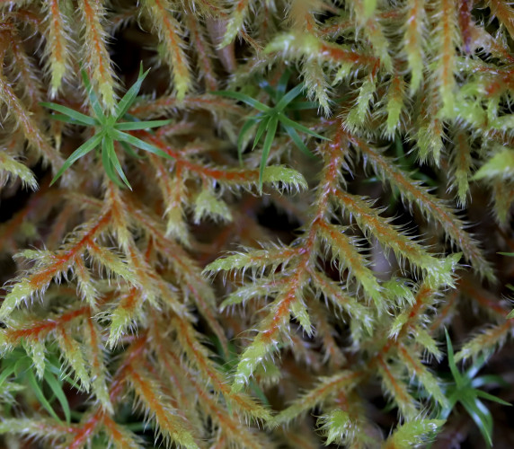 Moss at extreme closeup, looking like reddish tree branches with soft light-green side branches coming off the sides.