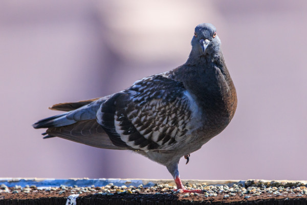 A fledgling blue checked pigeon stands on one foot at the edge of a roof. They're looking toward the camera between shoulder and wing preening stretches. 