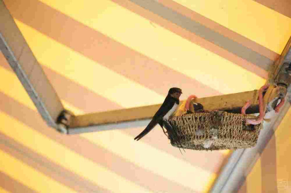 a basket has been hung under a store awning, and a barn swallow is feeding its babies, using the basket as a nest