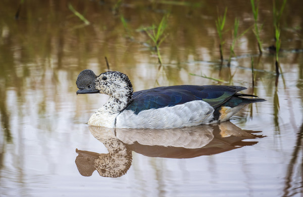 A knob-billed duck floating on a placid pond, creating a near-perfect reflection. 