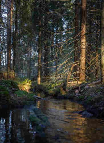 Sun rays hitting the banks of a small forest stream in Finland
