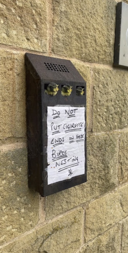3 young birds sticking their heads out of an old discarded call box mounted on the side of a building. Attached on the front of the box directly underneath the birds is a handwritten sign that says “Do not put cigarette ends in here. Birds are nesting.” 