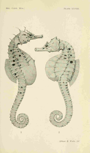 Seahorse illustration, from the source cited above