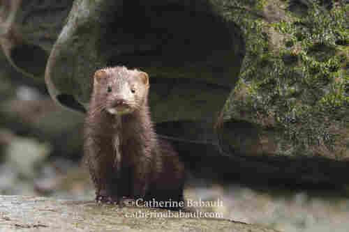 American mink sits in front of a boulder covered by green alga and looks at the photographer.