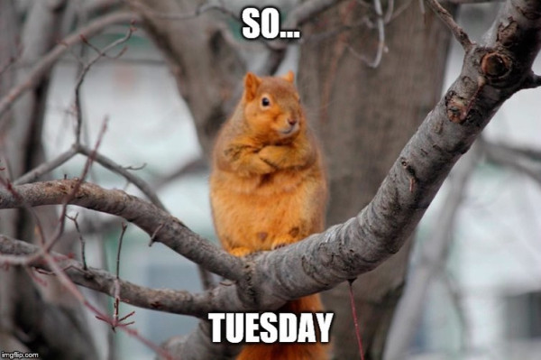 Picture a tubby light brown squirrel standing on a branch with their arms crossed looking slightly miffed. 
The caption reads: “So … Tuesday ”