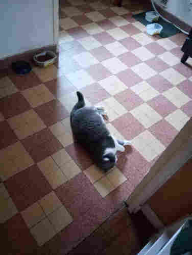 Photo de ma chatte Bergamote, allongée sur le côté sur le sol de la cuisine. On dirait une grosse quenelle poilue.