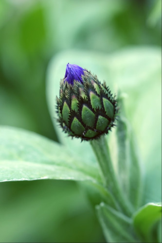 The tips of deep blue petals stick out of the top of a flower bud on a short stalk. The bud is made up of a series of overlapping roughly triangular plates, each edged with very dark green frills. Blurry foliage is visible in the background as well look down slightly on the top of this plant
