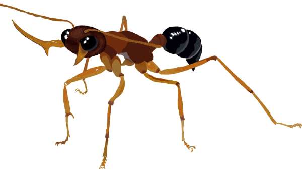 Traced and hand colored image of an ant with big black eyes and wide open mandibles. 