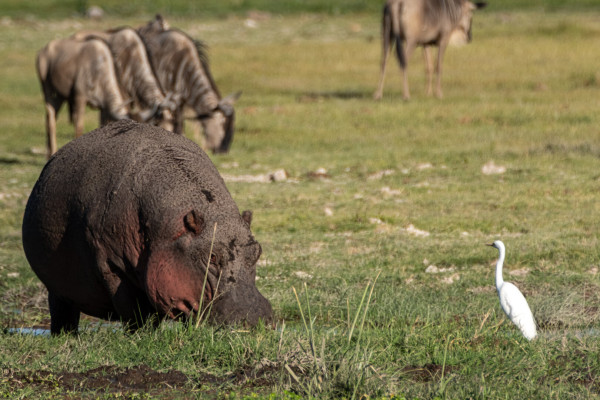 A hippopotamus grazing on grass in the foreground with a white egret standing nearby and a group of wildebeests in the background.