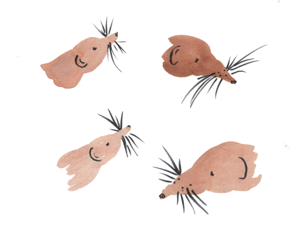 4 shrew faces, very simple from brown watercolour and a little brush pen to show ears, eyes, noses and whiskers
