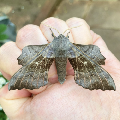 A palm-sized angular moth that looks like it has been hand-ripped from a magazine. It sits on my clenched fist. It is largely grey-brown with  a purple tinge, and large scalloped, leaf-like wings that extend down and beyond the end of its abdomen. Each wing has a small pale eyespot and various white vein lines that run top to bottom.