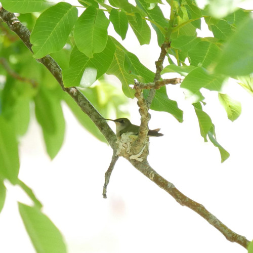 A black-chinned hummingbird sitting in a nest built on a small branch of an English Walnut tree.