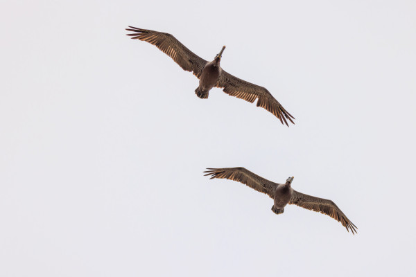Two brown pelicans glide overhead against a flat, overcast, foggy sky.