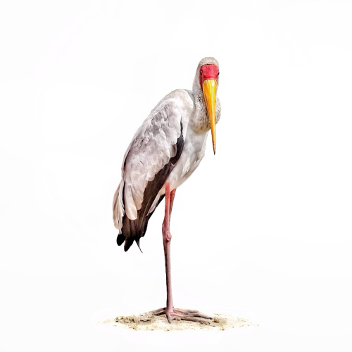 This is a minimalistic photo edit of a very tall Yellow Billed Stork standing against a white background. You see the nothing but the stork’s beauty, his long knobby kneed pink legs and long toes. His beak also very long and bright yellow which meets up to a red band across the eye area. As photographed on the Kazinga River, Uganda