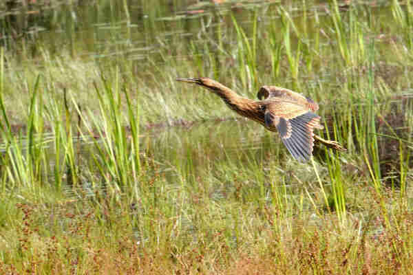 An American Bittern in flight over a small pond