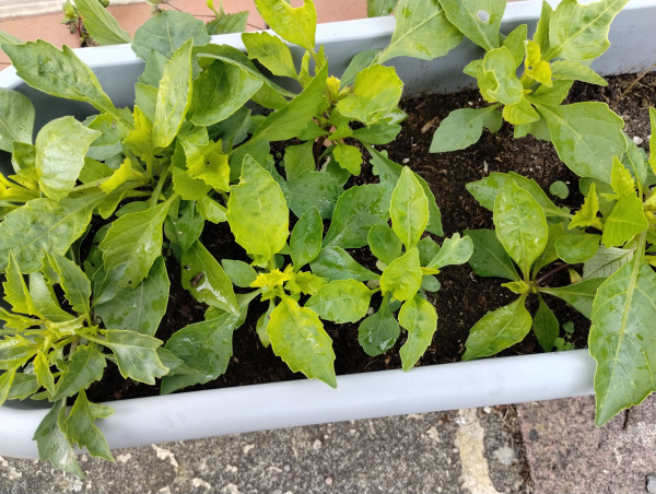 Young dahlia plants, not yet flowering. They have bright green serrated leaves and are packed together quite tightly in a grey plastic rectangular tub.