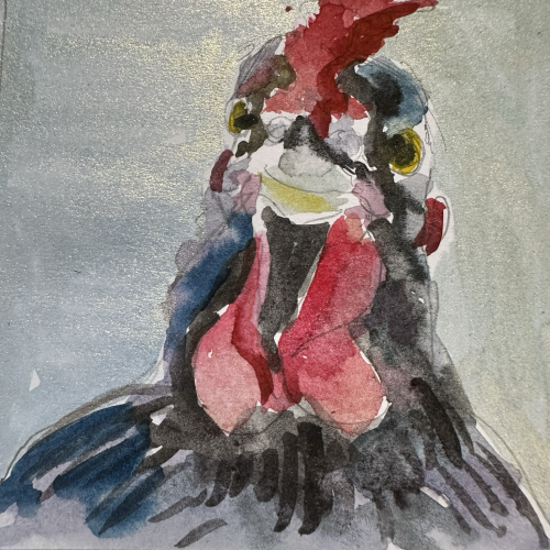 Head on portrait of a black hen