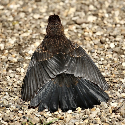 This is a photo of a young blackbird doing a bit of sunbathing in the gravel.
The sun did show up for a couple of hours but the temperature is still only 15 degrees centigrade here in Yorkshire