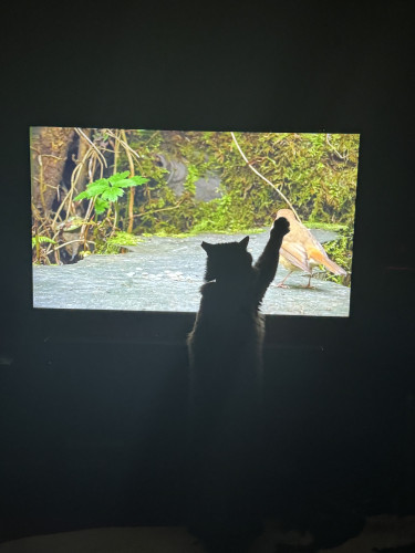 In a dark room, Wraith, a black fluffy cat, stretches up to paw at a bird video on a 43" flatscreen TV. Because it's dark, all you can see is a cat-shaped silhouette front of the TV rising up from the void and stretching out a forepaw to rest it on the unaware image of a bird.