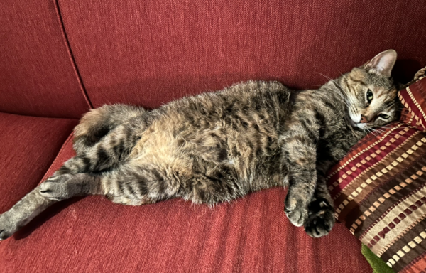 A tortie cat lounging on a red couch. Head is resting on a fancy pillow. She peers slyly at the camera.