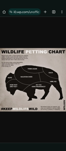 Wild Life Petting Chart has a side profile drawing of a bison with dotted lines sectioning off different parts of the bison. In each section is a quip about how unsafe touching a bison is. Statements include things such as "nope," "how fast are you," "do you have insurance", and "vacation over."