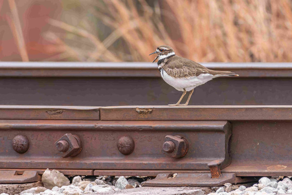 Photograph of a killdeer standing atop railroad track rail with gravel in the foreground and out of focus brown foliage in the background.  The tracks have a rusty patina. The killdeer is facing left with its beak open. Killdeer have long, brown, slender legs, white belly, under tail, and breast feathers, brown back, wing, and tail feathers, black chest and neck rings, a white neck ring, black and white masks, black beaks, and dark eyes surrounded by bright orange fleshy skin.