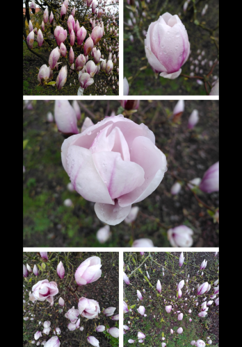 You are looking at a collage of five photos of a blooming Magnolia tree at various level of detail from single blossom to a branch of blossoms.