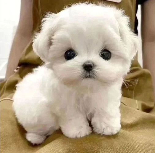 Cute white maltese puppy