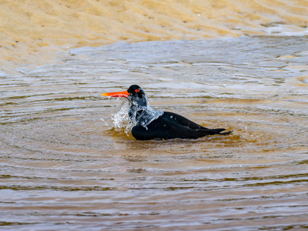 Medium-sized bird with black features and large, straight, red-orange bill and eye in shallow water with water splashes over its body.
