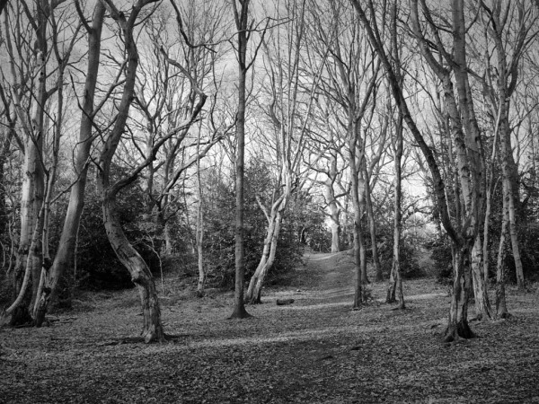 Black and white photo of a glade through sparse winter trees with little undergrowth. They appear to be swaying this way and that, but frozen in the act.