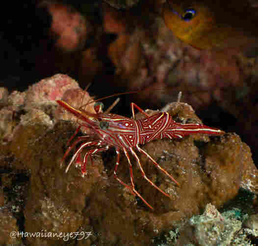 A finger-length shrimp marked with red and white lines across its otherwise tan body. 