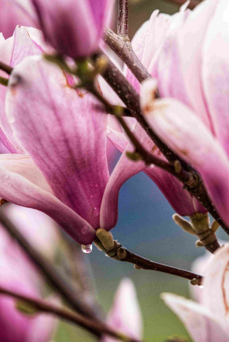 Der Focus liegt auf einem Wassertropfen an einer Magnolienblüte.