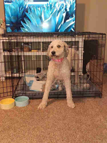 White and grey Goldendoodle halfway out of her kennel. 