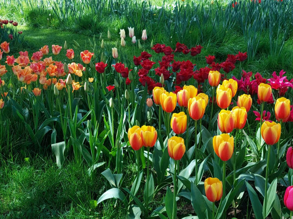Tulips among green grass