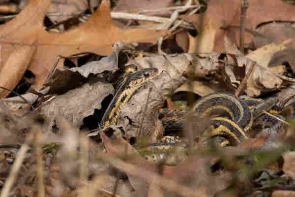 two garter snakes tangled up in the leaf litter. there is no telling where one begins and another ends as it is just a pile of black and yellow scales basically. one snake is looking out to the right with one poking out from behind them up over their head. also in the tangle of snake bodies there is another snake head visible in the bottom right of the frame. they look like they are about to burrow into the snake ball