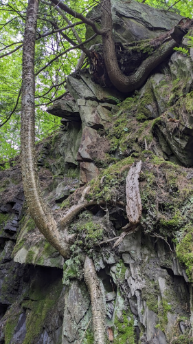 Two trees twist and contort themselves to cling to the side of a mossy slate cliff face.