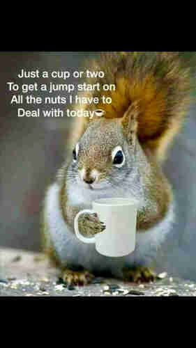Picture a grey squirrel facing us, holding a small coffee cup, the caption reads:

“Just a cup or 2 to get a jump start on all the nuts I have to deal with today!”