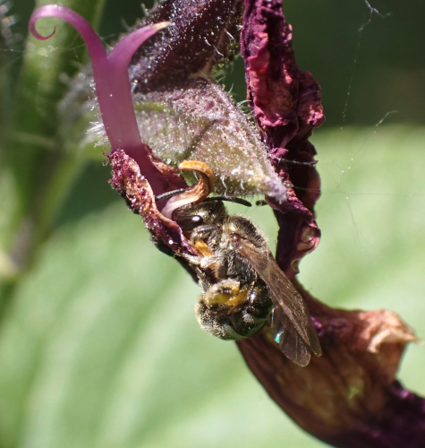 A sweat bee forages nectar and pollen from a strange flower, a pink split and curly petal protruding from above. The bee, of a metallic green-golden colour, is all curled up, its underbelly full of pollen.
