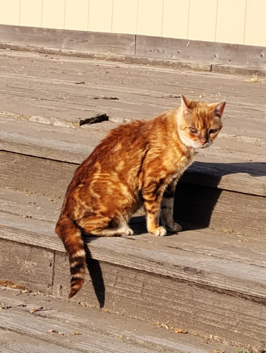 Bengal cat sitting on weathered wood deck steps in the morning sun.
