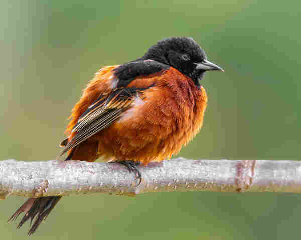 an orchard oriole with feathers all puffed up