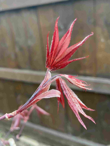 Some new Japanese maple leaves growing. Some are still folded up, and one has mostly unfolded into the iconic shape with long delicate points. They are deep red on one side, and a little fuzzy and whitish-red on the other side and around the edges