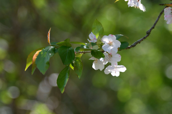 A single branch of a sweet crab apple tree - green oval-shaped leaves with serrated edges, and a small cluster of white and pink flowers with long fluttery centers - with an intentionally blurred background of green leaves that resemble sparkles