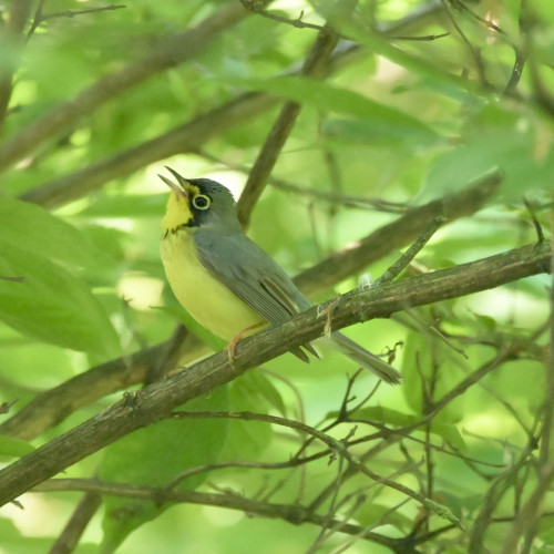 A tiny, gray-backed bird with a yellow belly singing from a tree branch