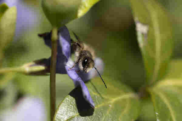 A fuzzy gold bee looks out from on top of a light purple flower with a big black eye. They are covered in golden hairs and have thin little antennae. One tiny foot is visible clinging to a purple petal. Their back half is obscured and in the center of the flower. They are surrounded by big bright green leaves