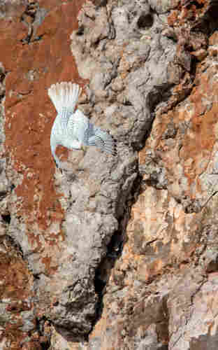 A diving Gyrfalcon begins to twist to come around to perch at an outcrop. The bird is mostly white, but with black on the end of its primary feathers, and the end of its primary coverts. It also has numerous black spots. Its head is turned to its left as it begins its turn. The end of the tail is stained rusty from the cliff it lives on. 