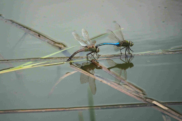 Mating pair of two large, thick-bodied dragonflies with outspread wings sitting on a floating piece of bulrush. The male, in front, has the end of its light blue abdomen clasped around the brownish-green female's neck, while she is dipping her abdomen into the water, likely depositing eggs. The pair's activities are reflected on the smooth pond surface.

Common Green Darners, Anax junius