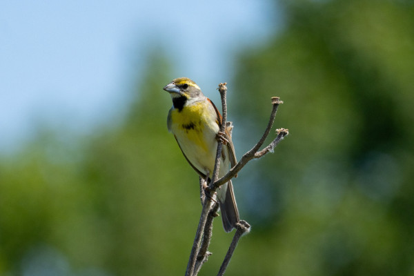 a medium sized bird with a prominent black throat patch, a pale yellow breast and rust brown wings. they are perched on a bare branch looking out to the left